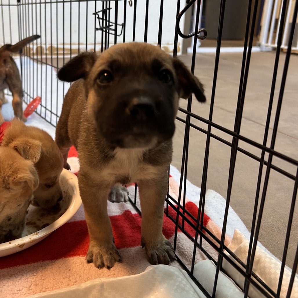 Shelter Stray Male Dog last seen , 11665 US-89, Flagstaff, AZ 86004, USA