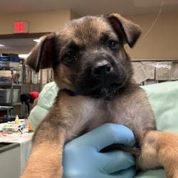 Shelter Stray Female Dog last seen , 11665 US-89, Flagstaff, AZ 86004, USA