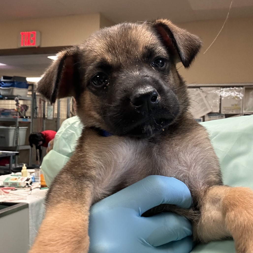 Shelter Stray Female Dog last seen , 11665 US-89, Flagstaff, AZ 86004, USA