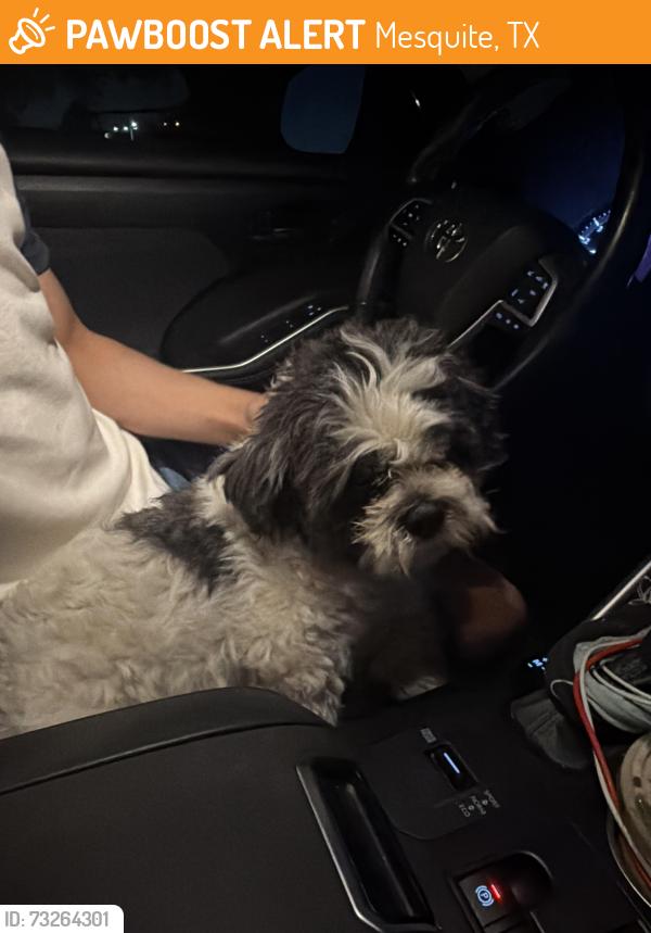 Found/Stray Male Dog last seen N Galloway Mesquite - Tripp Rd, Mesquite, TX 75150