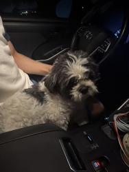 Found/Stray Male Dog last seen N Galloway Mesquite - Tripp Rd, Mesquite, TX 75150