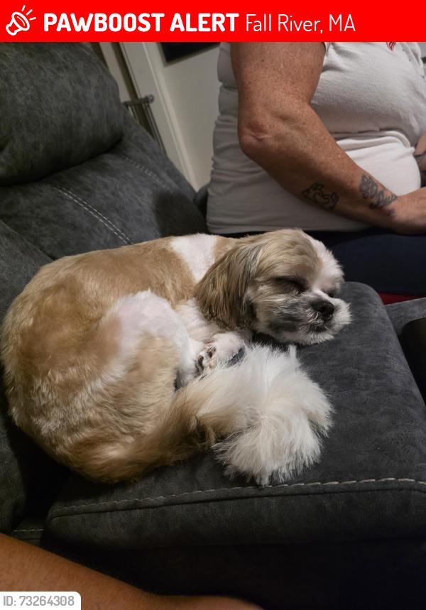 Lost Female Dog last seen North main st and collins, Fall River, MA 02720