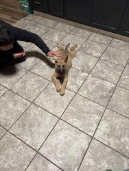 Found/Stray Female Dog last seen Grover ave, Fort Worth, TX 76106