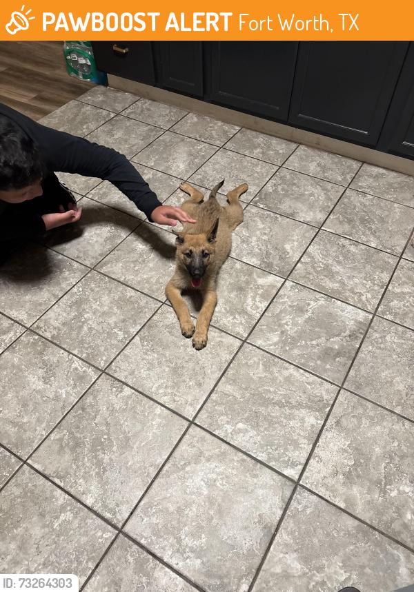 Found/Stray Female Dog last seen Grover ave, Fort Worth, TX 76106
