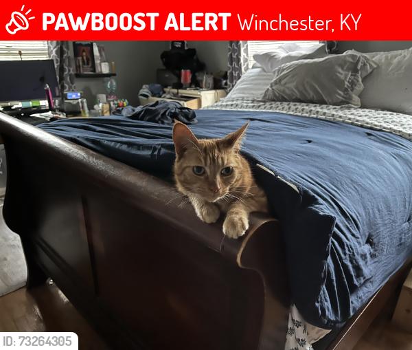 Lost Female Cat last seen Estes and poplar drive, Winchester, KY 40391