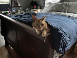 Lost Female Cat last seen Estes and poplar drive, Winchester, KY 40391