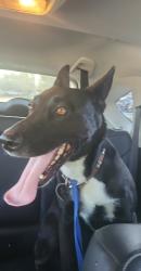 Found/Stray Female Dog last seen Hellman & 6th RANCHO CUCAMONGA CA, Rancho Cucamonga, CA 91764
