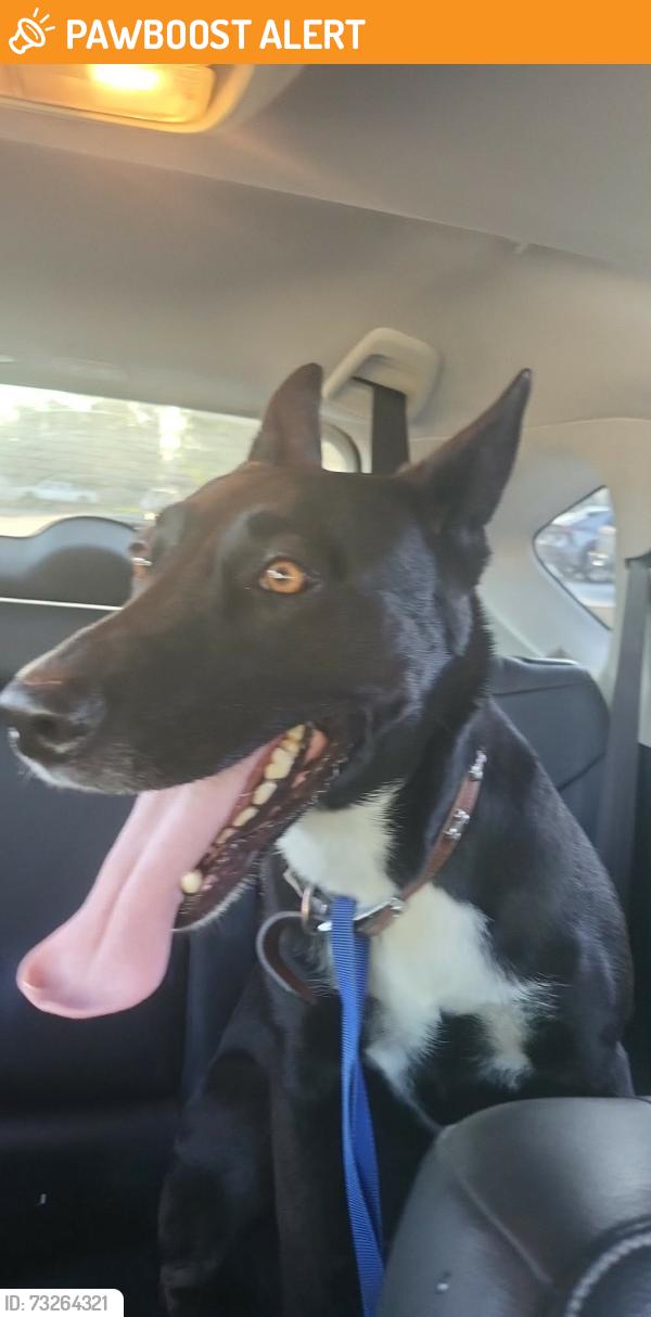 Found/Stray Female Dog last seen Hellman & 6th RANCHO CUCAMONGA CA, Rancho Cucamonga, CA 91764