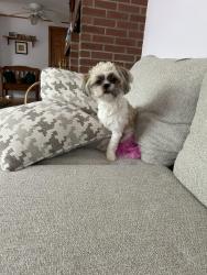 Lost Female Dog last seen george’s funeral home, Brockton, MA 02301