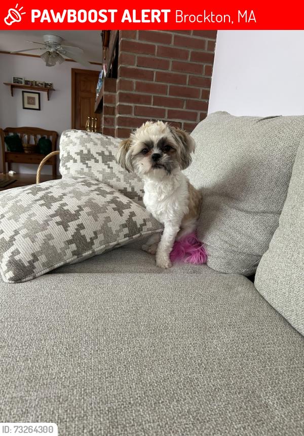 Lost Female Dog last seen george’s funeral home, Brockton, MA 02301