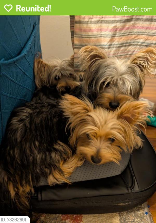 Reunited Female Dog last seen Tarrant main and Euless Street, Euless, TX 76040