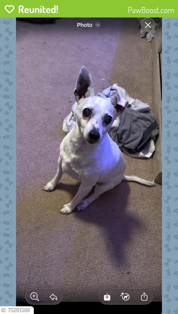 Reunited Female Dog last seen Willow spring Ave, Dundalk, MD 21222