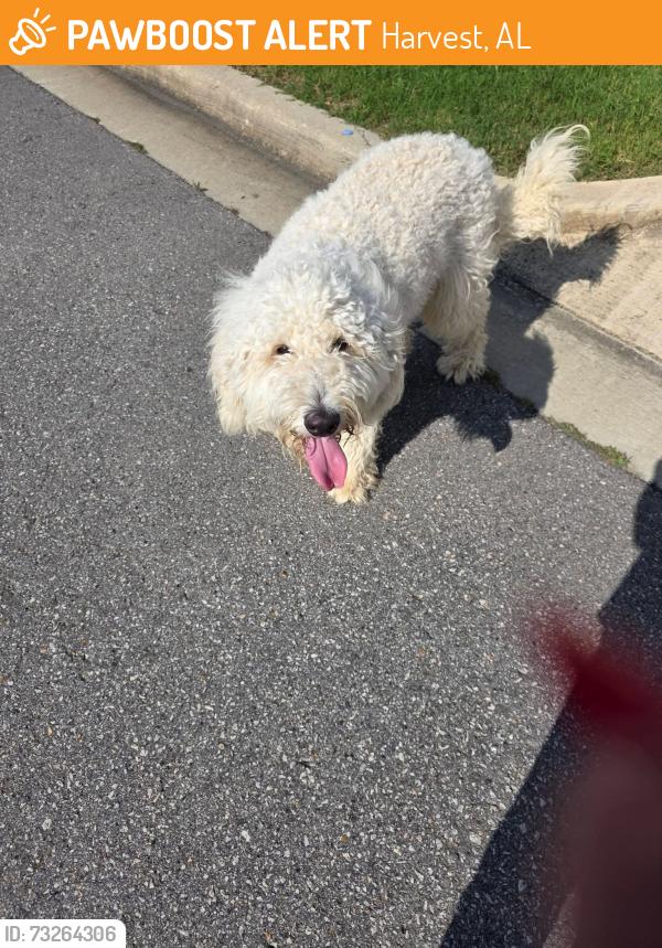 Found/Stray Female Dog last seen Crowne Creek Village Neighborhood (Nick Davis x Old Railroad Bed Rd), Harvest, AL 35749