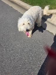 Found/Stray Female Dog last seen Crowne Creek Village Neighborhood (Nick Davis x Old Railroad Bed Rd), Harvest, AL 35749