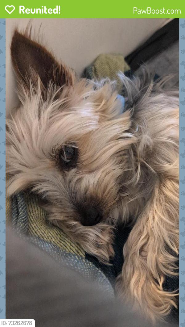 Reunited Female Dog last seen Tarrant main and Euless Street, Euless, TX 76040