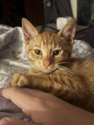 Lost Female Cat last seen Ardmore Avenue, Olivehurst, CA 95961