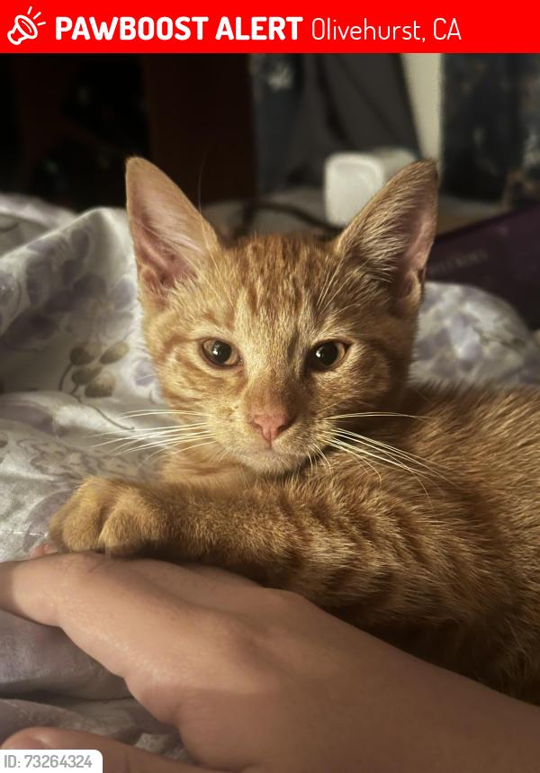 Lost Female Cat last seen Ardmore Avenue, Olivehurst, CA 95961