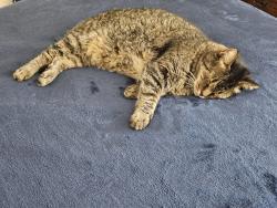 Reunited Male Cat last seen Olviedo and rosey, San Diego, CA 92129