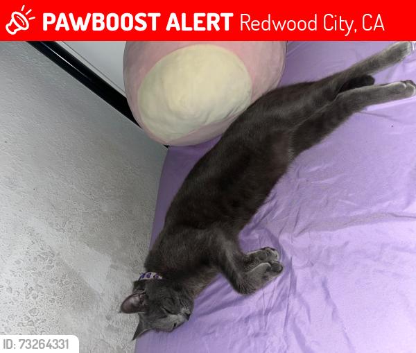 Lost Female Cat last seen Chinese food restaurant & target in El Camino real, Redwood City, CA 94061