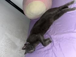 Lost Female Cat last seen Chinese food restaurant & target in El Camino real, Redwood City, CA 94061