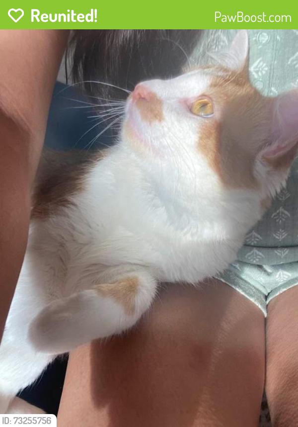 Reunited Male Cat last seen Bushes near creek, Aurora, IL 60505