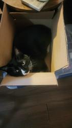 Lost Female Cat last seen Old princeton rd, New Castle, PA 16101