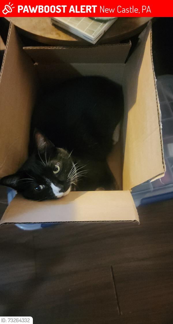 Lost Female Cat last seen Old princeton rd, New Castle, PA 16101