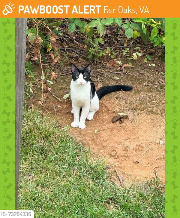 Found/Stray Unknown Cat last seen Meadow Field Ct, Fair Oaks, VA 22033