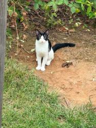 Found/Stray Unknown Cat last seen Meadow Field Ct, Fair Oaks, VA 22033