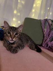 Reunited Male Cat last seen Near FM 1488, Conroe, TX 77384, USA, Conroe, TX 77384