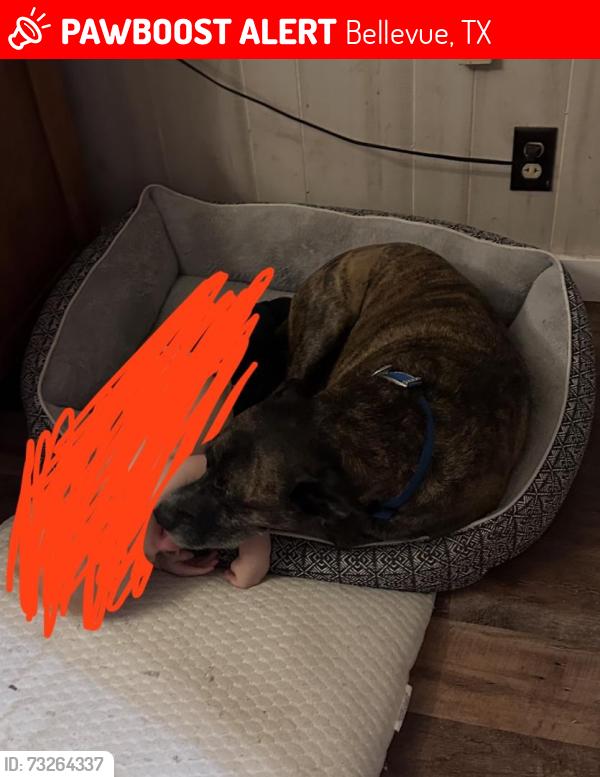 Lost Male Dog last seen Campbell street, Bellevue, TX 76228