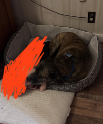 Lost Male Dog last seen Campbell street, Bellevue, TX 76228