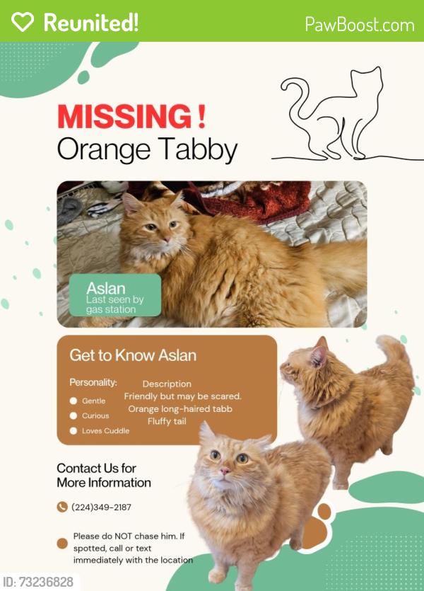 Reunited Male Cat last seen Near IL-83, Bensenville, IL 60106, Bensenville, IL 60106