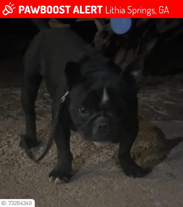 Lost Female Dog last seen Sweetwater park, Lithia Springs, GA 30122