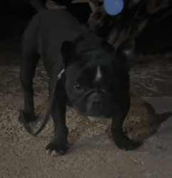 Lost Female Dog last seen Sweetwater park, Lithia Springs, GA 30122