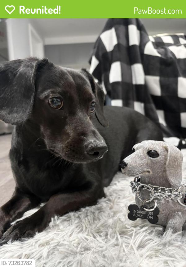 Reunited Male Dog last seen Park across westney road, Ajax, ON L1T 2H4