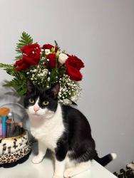 Reunited Female Cat last seen Stirling Ave & Mausser Ave, Kitchener, ON 