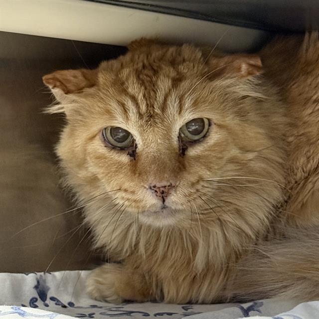 Shelter Stray Male Cat last seen Near BLOCK E SAHARA AVE, LAS VEGAS NV 89104, 655 N Mojave Rd, Las Vegas, NV 89101, USA
