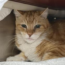 Shelter Stray Male Cat last seen Near BLOCK E SAHARA AVE, LAS VEGAS NV 89104, 655 N Mojave Rd, Las Vegas, NV 89101, USA
