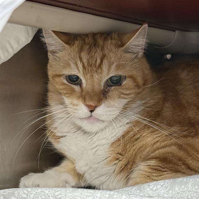 Shelter Stray Male Cat last seen Near BLOCK E SAHARA AVE, LAS VEGAS NV 89104, 655 N Mojave Rd, Las Vegas, NV 89101, USA