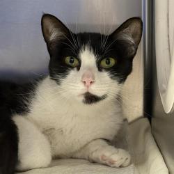 Shelter Stray Female Cat last seen Near BLK OF DEMETRIUS AVE, 655 N Mojave Rd, Las Vegas, NV 89101, USA