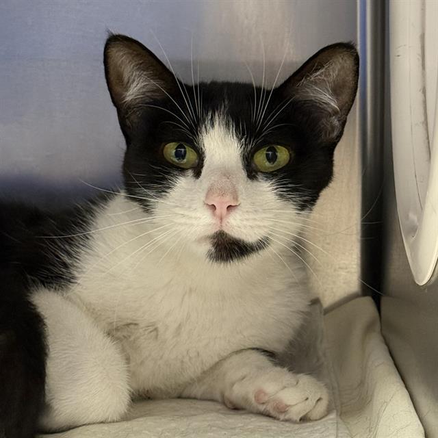 Shelter Stray Female Cat last seen Near BLK OF DEMETRIUS AVE, 655 N Mojave Rd, Las Vegas, NV 89101, USA