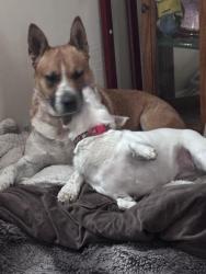Reunited Male Dog last seen My hse, Cheyenne, WY 82007