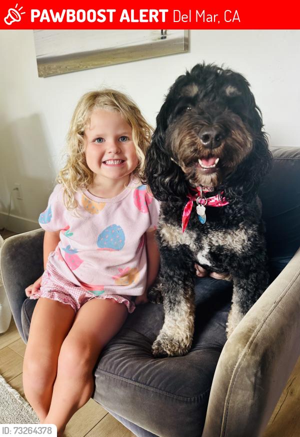 Lost Female Dog last seen 11th & Stratford; Del Mar, Del Mar, CA 92014