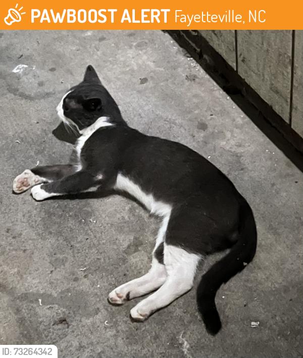 Found/Stray Unknown Cat last seen Ireland Dr. and Raeford Rd., Fayetteville, NC 28304