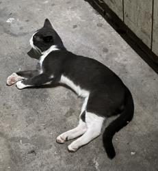 Found/Stray Unknown Cat last seen Ireland Dr. and Raeford Rd., Fayetteville, NC 28304