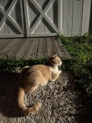 Found/Stray Male Cat last seen McLean St/Vernon Ave near Henry Park, Vernon, CT 06066