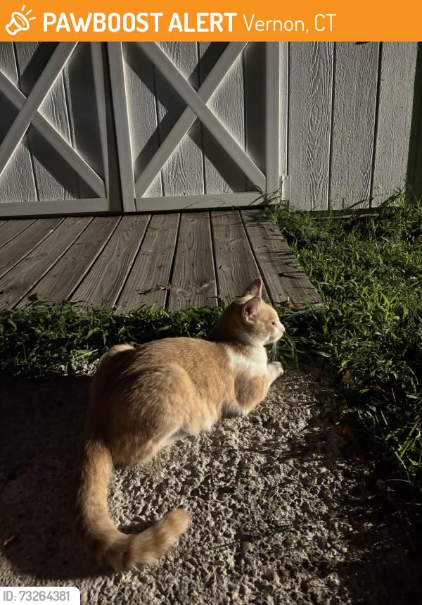 Found/Stray Male Cat last seen McLean St/Vernon Ave near Henry Park, Vernon, CT 06066