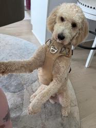 Lost Male Dog last seen Lee st, Smithfield, NC 27577
