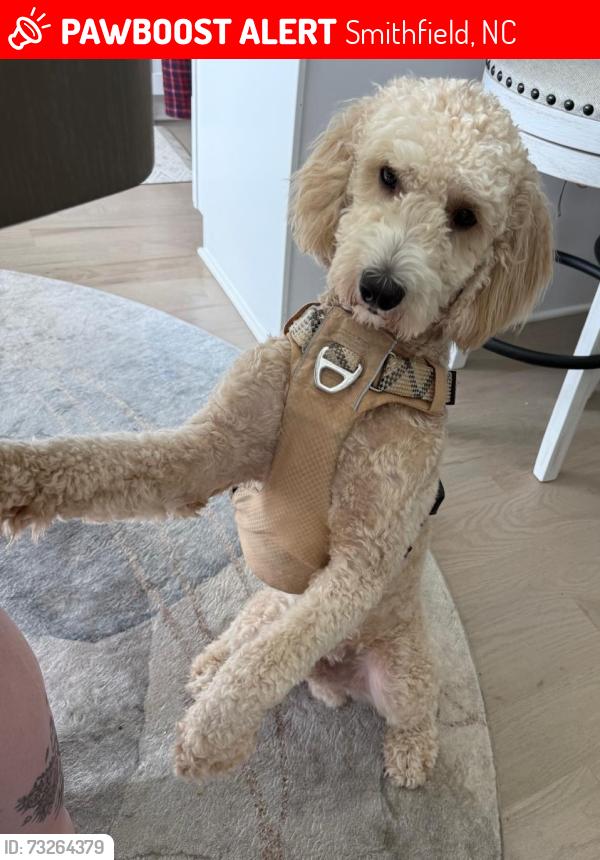 Lost Male Dog last seen Lee st, Smithfield, NC 27577